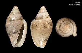 Marginella luculenta