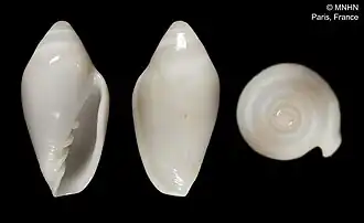 Marginella marocana