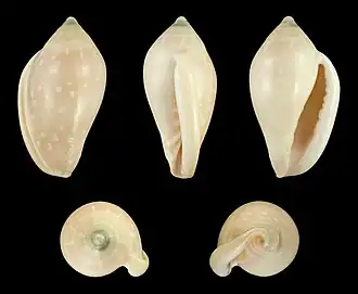Marginella pseudosebastiani