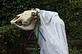 Mari Lwyd met groene ogen