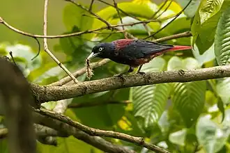 Indische bloedwielewaal