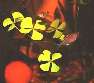Marsilea batardae
