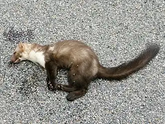 Omdat steenmarters meestal in urbane en suburbane gebieden leven, eindigen ze geregeld als verkeersslachtoffer.
