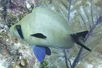 Hypoplectrus providencianus