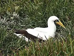 Broedende maskergent