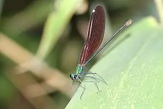 Matrona basilaris