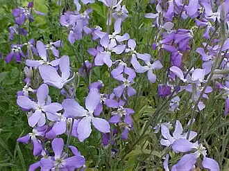 Matthiola longipetala