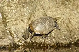 Japanse waterschildpad