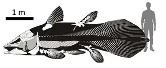 Mawsonia (visgeslacht)