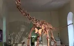 Maxacalisaurus
