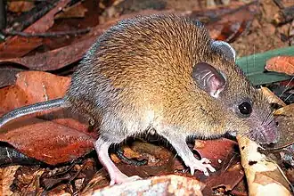 Maxomys whiteheadi