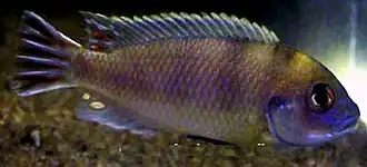 Maylandia livingstonii