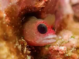 Mccoskerichthys sandae