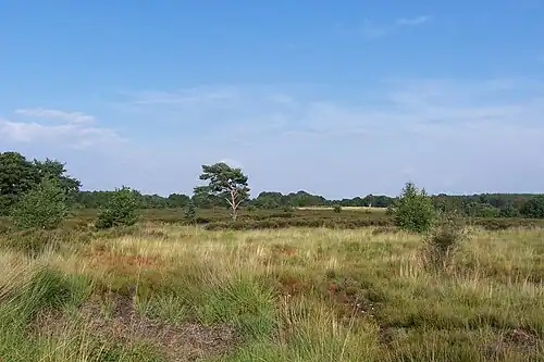 Mechelse Heide