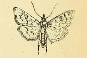 Mecyna biternalis