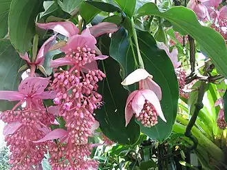Medinilla magnifica
