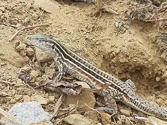 Medopheos edracanthus