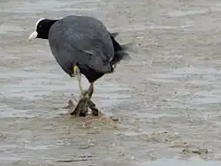Watervogels verspreiden plantengemeenschappen zoals de slijkgroen-associatie naar nieuwe plekken doordat ze de diasporen via modder aan hun poten meenemen.