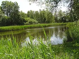 Het hart van het Beusebos is het meertje