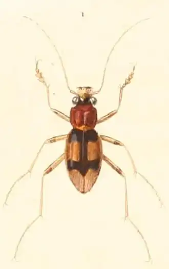 Megacephala aequinoctialis