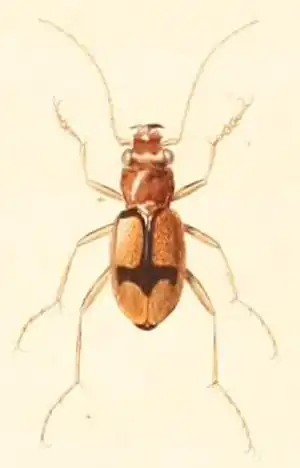 Megacephala cruciata