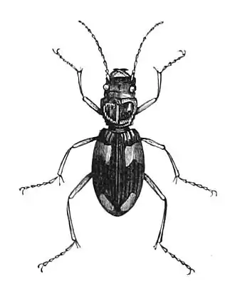 Megacephala quadrisignata