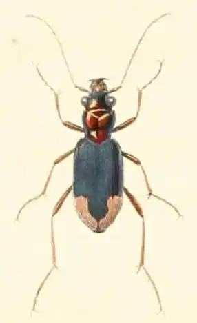 Megacephala spixii