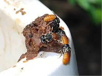 Megachile abdominalis