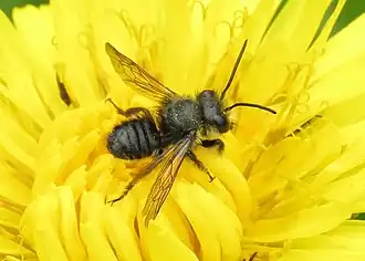 Megachile amparo