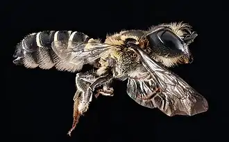 Megachile armaticeps