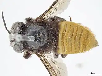 Megachile hilli