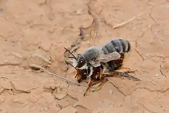 Megachile incerta