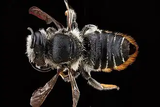 Megachile mendica