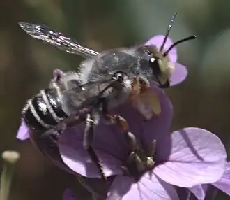 Megachile policaris