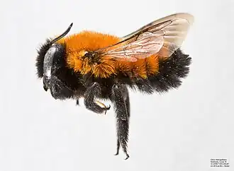 Megachile semirufa