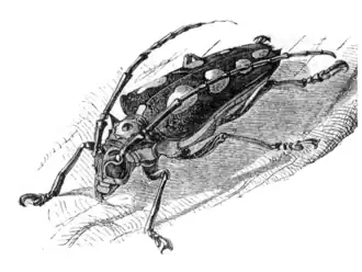 Batocera saundersii