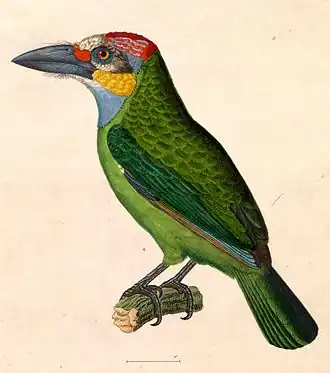 Geelwangbaardvogel