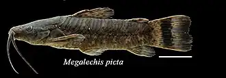 Megalechis picta