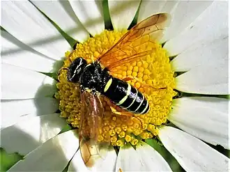 Megalodontes plagiocephalus