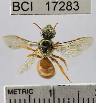 Megalopta genalis