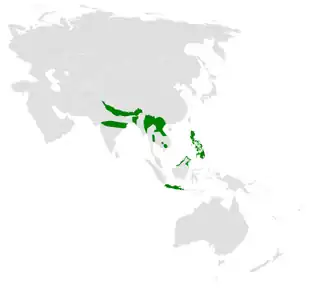 Gestreepte grasvogel