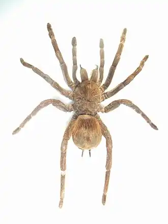 Megaphobema velvetosoma