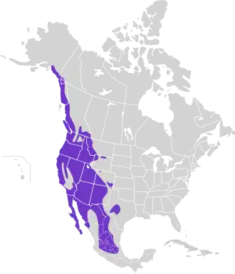 Westelijke schreeuwuil
