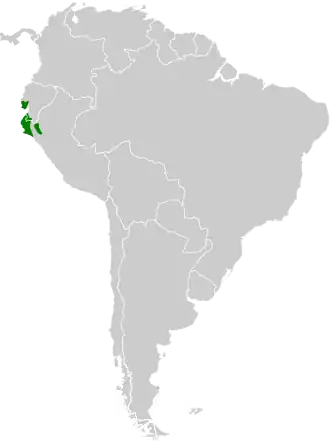 Marañónschreeuwuil