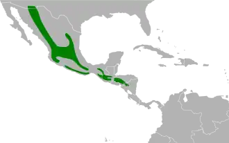 Gevlekte schreeuwuil