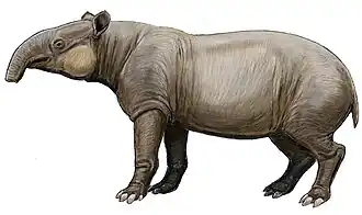 Tapirus augustus