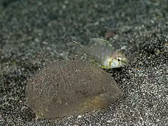 Gymnocranius griseus