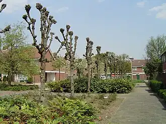 Meijhorst 52e straat uitziend op 54e straat