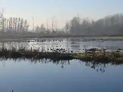 Overstromingsgebied tussen de oude Scheldearm en de Schelde aan de Kaaihoeve