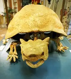 Meiolania platyceps uit de volledig uitgestorven familie Meiolaniidae